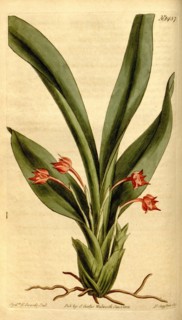 Botanical print by Sydenham Teast Edwards 1768 â€ì 1819, Sydenham Edwards was a natural history