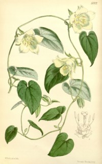 Botanical Print by Walter Hood Fitch 1817 â€ì 1892, W.H. Fitch was an botanical illustrator and