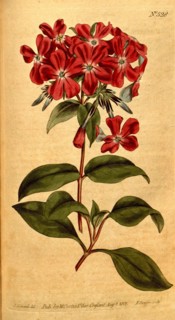 Botanical print by Sydenham Teast Edwards 1768 â€ì 1819, Sydenham Edwards was a natural history