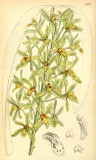 19th century botanical colour print. Botanical illustration. Form, colour, and details of the plant