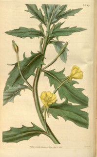 Botanical print or English natural history illustration by Joseph Swan 1796-1872, British Engraver.