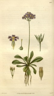 Botanical print by Sir William Jackson Hooker, FRS, 1785 â€ì 1865, English botanical illustrator.
