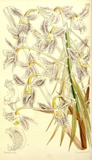 Botanical Print by Walter Hood Fitch 1817 â€ì 1892, W.H. Fitch was an botanical illustrator and