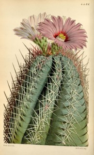 Botanical Print by Walter Hood Fitch 1817 â€ì 1892, W.H. Fitch was an botanical illustrator and