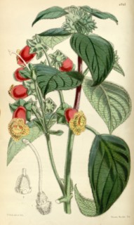 Botanical Print by Walter Hood Fitch 1817 â€ì 1892, W.H. Fitch was an botanical illustrator and