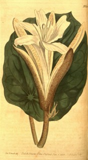 Botanical print by Sydenham Teast Edwards 1768 â€ì 1819, Sydenham Edwards was a natural history