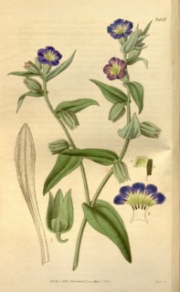 Botanical print or English natural history illustration by Joseph Swan 1796-1872, British Engraver.