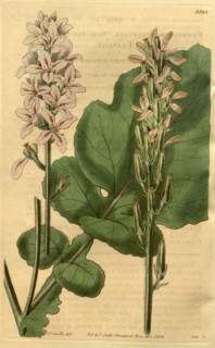 Botanical print or English natural history illustration by Joseph Swan 1796-1872, British Engraver.