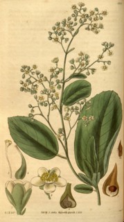 Botanical print by Sir William Jackson Hooker, FRS, 1785 â€ì 1865, English botanical illustrator.