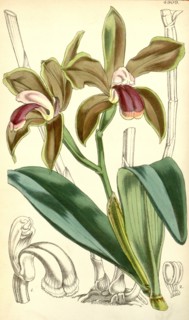 19th century botanical colour print. Botanical illustration. Form, colour, and details of the plant