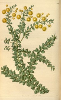 Botanical print or English natural history illustration by Joseph Swan 1796-1872, British Engraver.