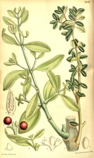 fi