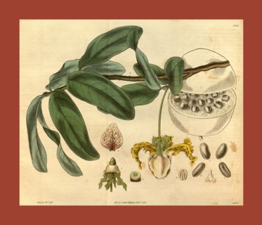 Botanical print or English natural history illustration by Joseph Swan 1796-1872, British Engraver.