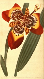 Botanical print by Sydenham Teast Edwards 1768 â€ì 1819, Sydenham Edwards was a natural history