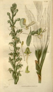 Botanical print by Sir William Jackson Hooker, FRS, 1785 â€ì 1865, English botanical illustrator.