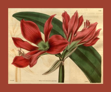 Botanical print by Sir William Jackson Hooker, FRS, 1785 â€ì 1865, English botanical illustrator.