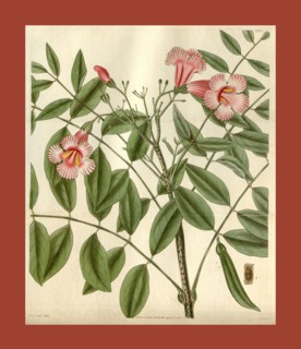 Botanical print or English natural history illustration by Joseph Swan 1796-1872, British Engraver.