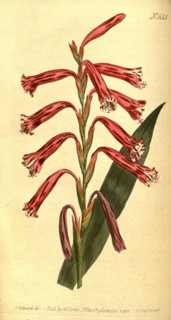 Botanical print by Sydenham Teast Edwards 1768 â€ì 1819, Sydenham Edwards was a natural history