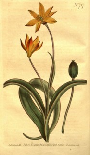 Botanical print by Sydenham Teast Edwards 1768 â€ì 1819, Sydenham Edwards was a natural history