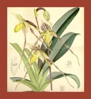 19th century botanical colour print. Botanical illustration. Form, colour, and details of the plant