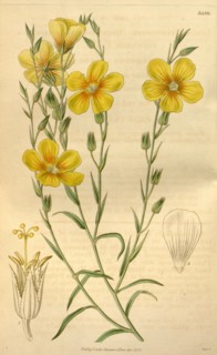 Botanical print or English natural history illustration by Joseph Swan 1796-1872, British Engraver.