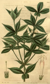 Botanical print by Sir William Jackson Hooker, FRS, 1785 â€ì 1865, English botanical illustrator.