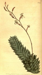 Botanical print by Sydenham Teast Edwards 1768 â€ì 1819, Sydenham Edwards was a natural history
