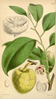 Botanical Print by Walter Hood Fitch 1817 â€ì 1892, W.H. Fitch was an botanical illustrator and