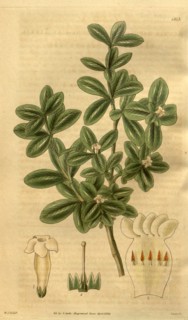 Botanical print by Sir William Jackson Hooker, FRS, 1785 â€ì 1865, English botanical illustrator.