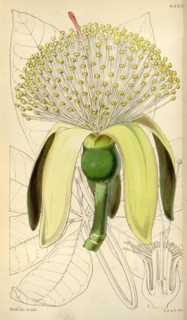 Botanical Print by Walter Hood Fitch 1817 â€ì 1892, W.H. Fitch was an botanical illustrator and