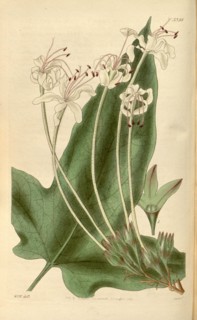 Botanical print by Sir William  Jackson Hooker, FRS, 1785 â€ì  1865, English botanical  illustrator