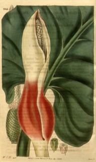Botanical print by Sir William  Jackson Hooker, FRS, 1785 â€ì  1865, English botanical  illustrator