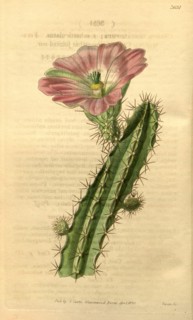Botanical print or English  natural history illustration by  Joseph Swan 1796-1872, British