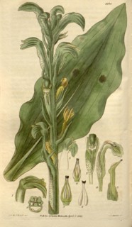 Botanical print by Sir William  Jackson Hooker, FRS, 1785 â€ì  1865, English botanical  illustrator