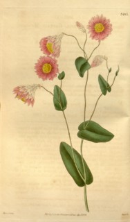 Botanical print by Maria Curtis,  19th century artist. From the  Liszt Masterpieces of Botanical