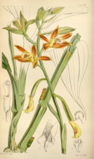 Botanical Print by Walter Hood Fitch 1817 â€ì 1892, W.H. Fitch was an botanical illustrator and