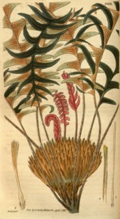 Botanical print by Sir William Jackson Hooker, FRS, 1785 â€ì 1865, English botanical illustrator.