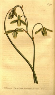 Botanical print by Sydenham Teast Edwards 1768 â€ì 1819, Sydenham Edwards was a natural history