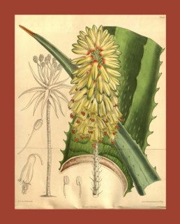 Botanical Print by Walter Hood Fitch 1817 â€ì 1892, W.H. Fitch was an botanical illustrator and