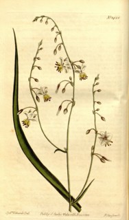 Botanical print by Sydenham Teast Edwards 1768 â€ì 1819, Sydenham Edwards was a natural history