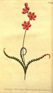Botanical print by Sydenham Teast Edwards 1768 â€ì 1819, Sydenham Edwards was a natural history