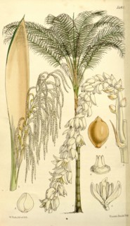 Botanical Print by Walter Hood Fitch 1817 â€ì 1892, W.H. Fitch was an botanical illustrator and