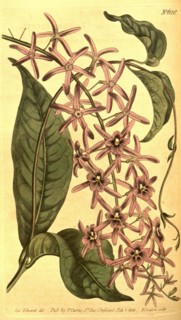 Botanical print by Sydenham Teast Edwards 1768 â€ì 1819, Sydenham Edwards was a natural history