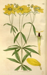 Botanical print or English natural history illustration by Joseph Swan 1796-1872, British Engraver