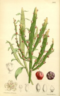 Botanical Print by Walter Hood Fitch 1817 â€ì 1892, W.H. Fitch was an botanical illustrator and