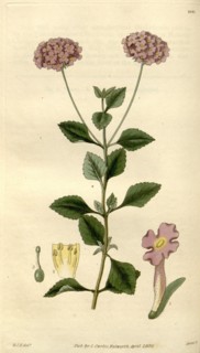 Botanical print by Sir William Jackson Hooker, FRS, 1785 â€ì 1865, English botanical illustrator.