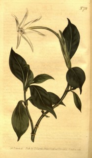 Botanical print by Sydenham Teast Edwards 1768 â€ì 1819, Sydenham Edwards was a natural history