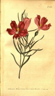 Botanical print by Sydenham Teast Edwards 1768 â€ì 1819, Sydenham Edwards was a natural history