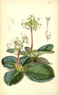 Botanical Print by Walter Hood Fitch 1817 â€ì 1892, W.H. Fitch was an botanical illustrator and