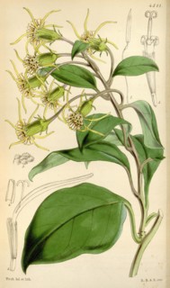 Botanical Print by Walter Hood Fitch 1817 â€ì 1892, botanical illustrator and artist, born in
